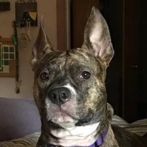 Meet your Posher, Alice